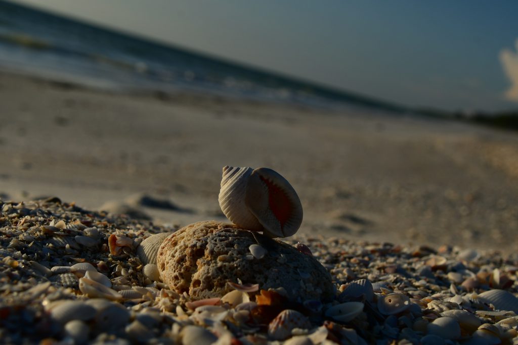 a bird standing on a rocky beach